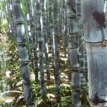 黑皮果蔗