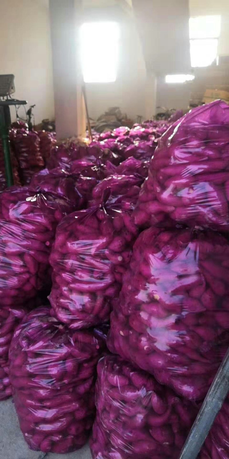 西瓜红薯，白心高淀粉红薯，黄心龙九红薯，全面上市，热卖中