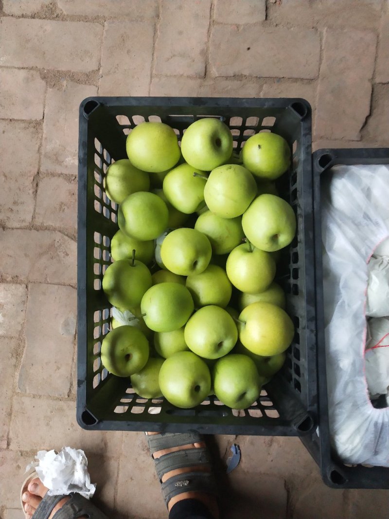 热卖青皮皇冠梨好货️专业代办，出口️内销️均可联系