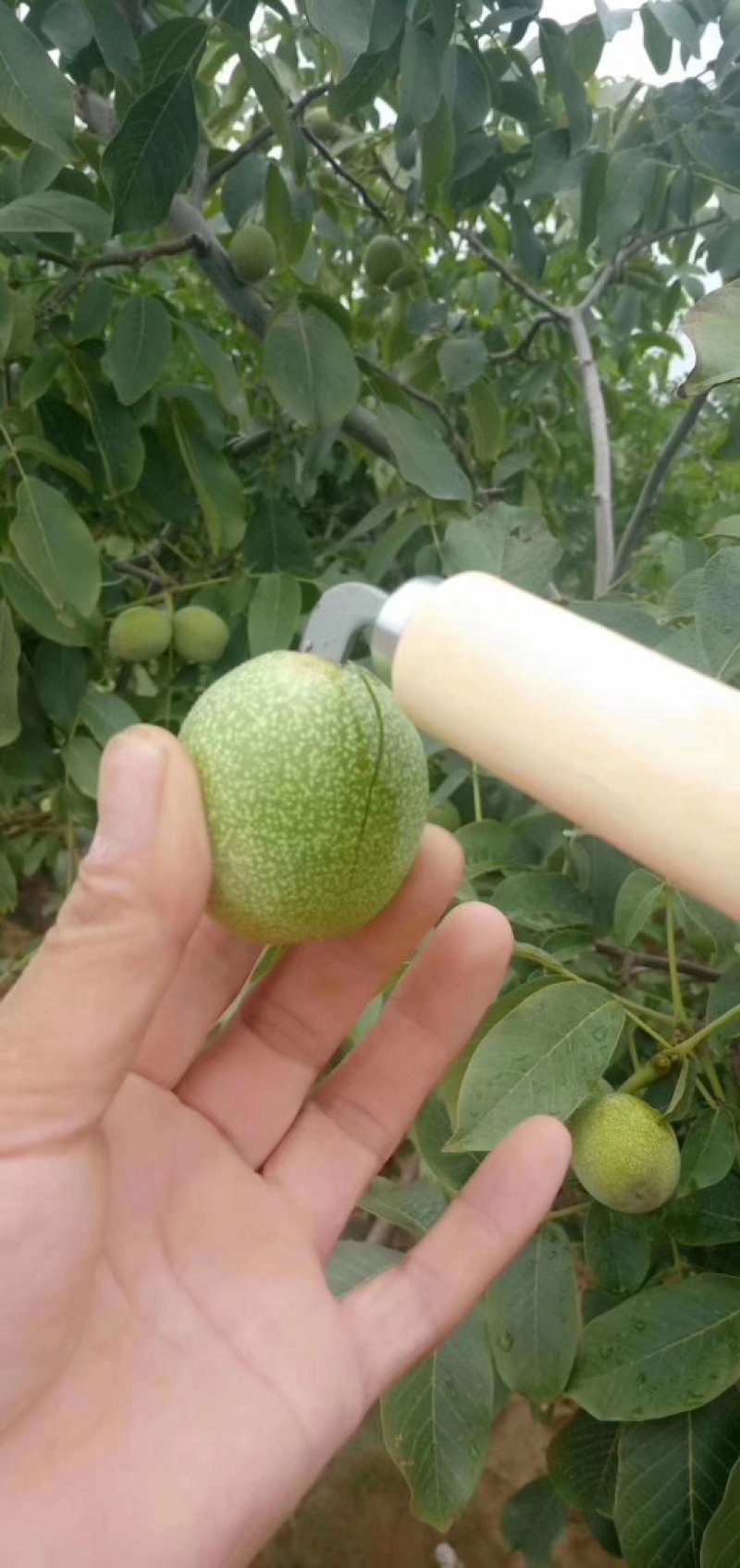 青皮核桃