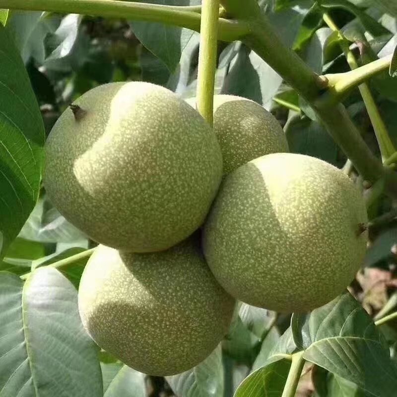 青皮核桃