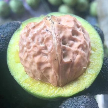 青皮核桃