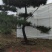 造型油松
