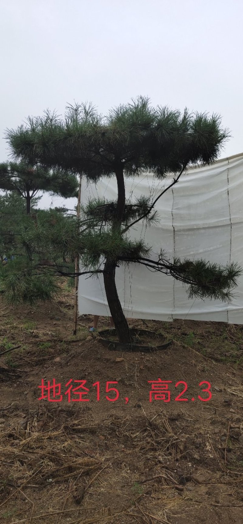 造型油松
