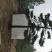 造型油松