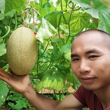 哈密瓜
