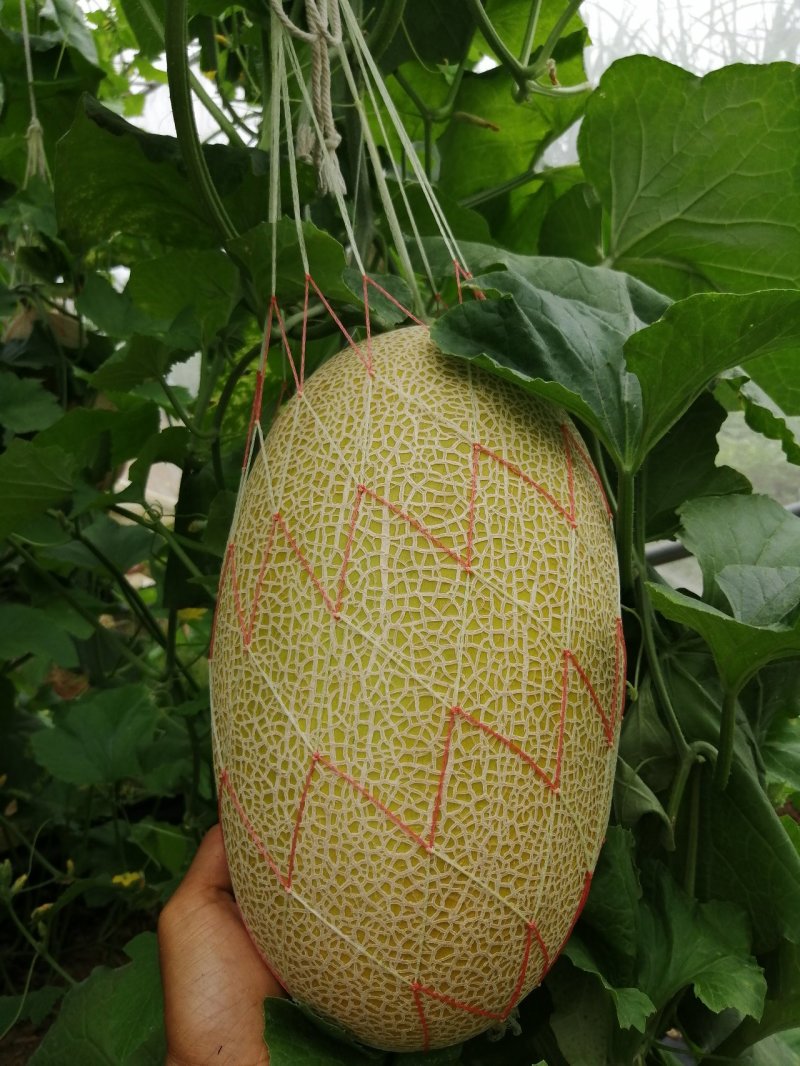 哈密瓜