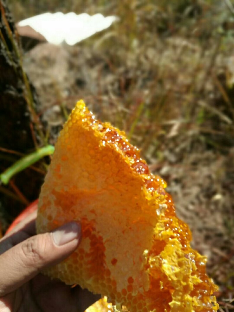 天然蜂蜜