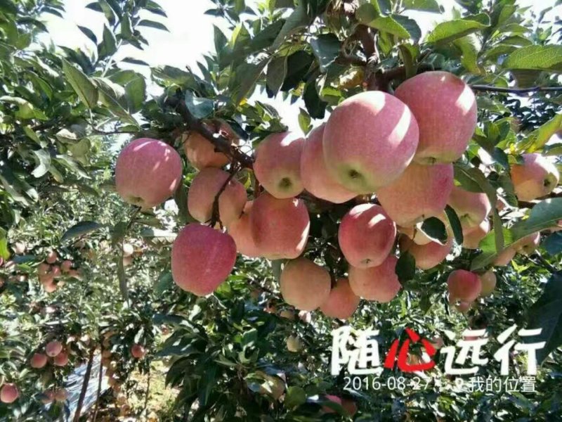 山东潍坊红富士苹果，八零以上全红颜色产地批发价格便宜