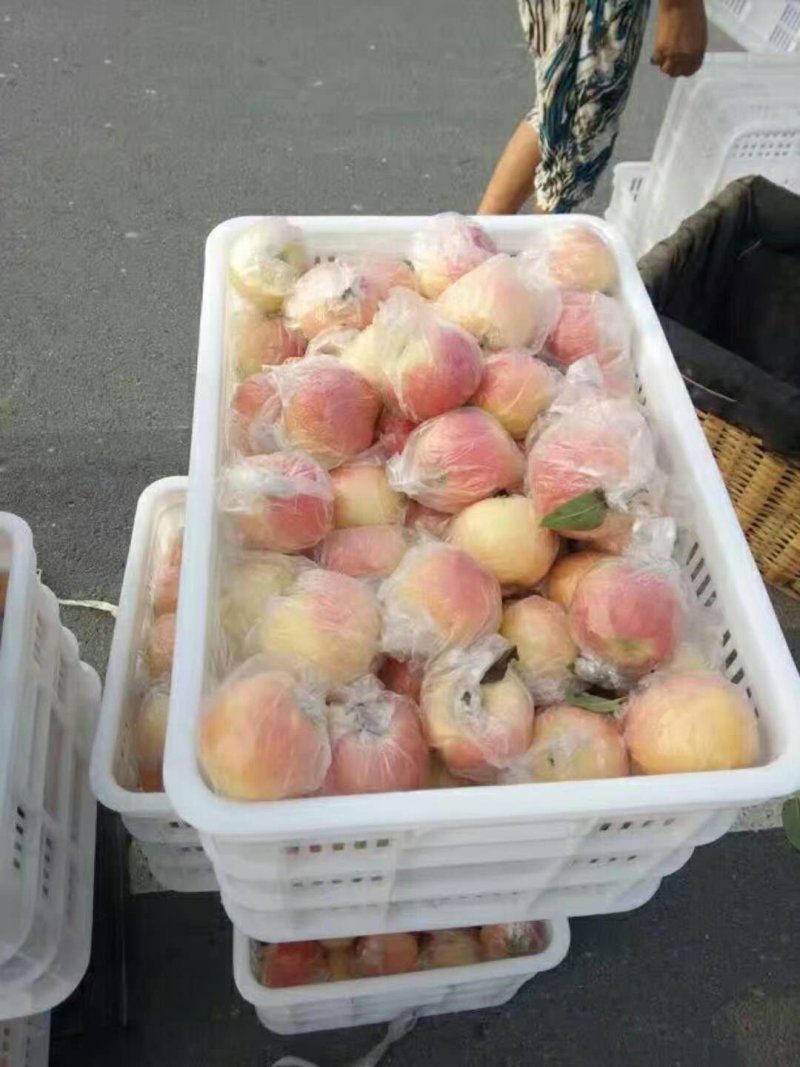 山东潍坊红富士苹果，八零以上全红颜色产地批发价格便宜