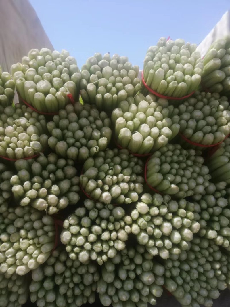 高原夏季精品毛芹大量上市！