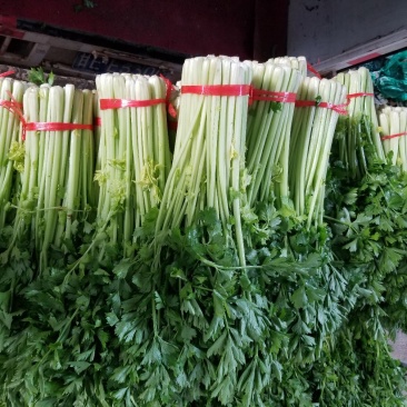 高原夏季精品毛芹大量上市！