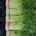 高原夏季精品毛芹大量上市！