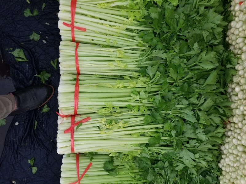 高原夏季精品毛芹大量上市！