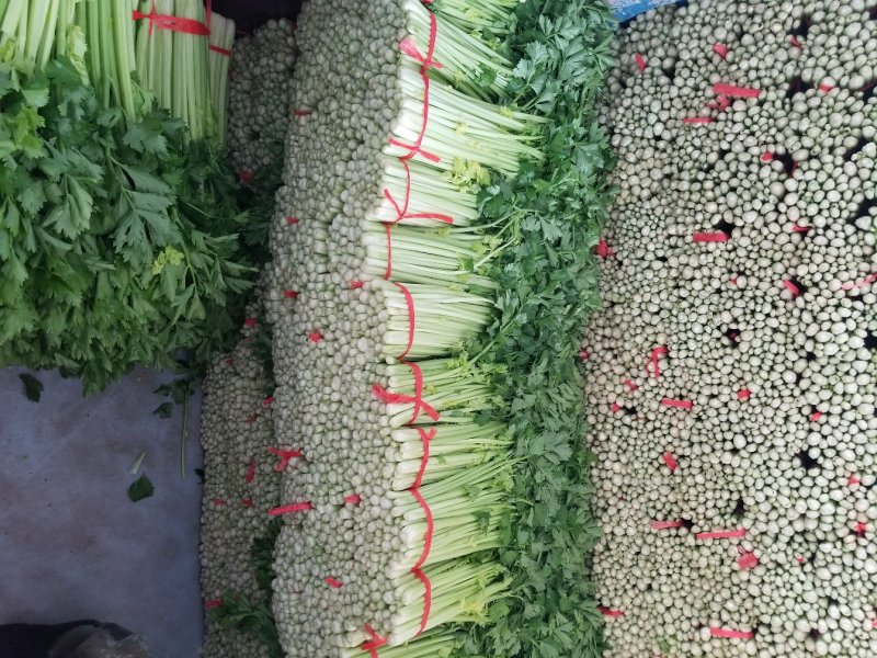 高原夏季精品毛芹大量上市！