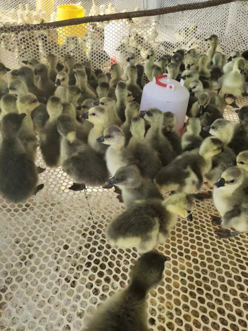 狮头鹅苗价格多少钱一只成年狮头鹅能涨多重