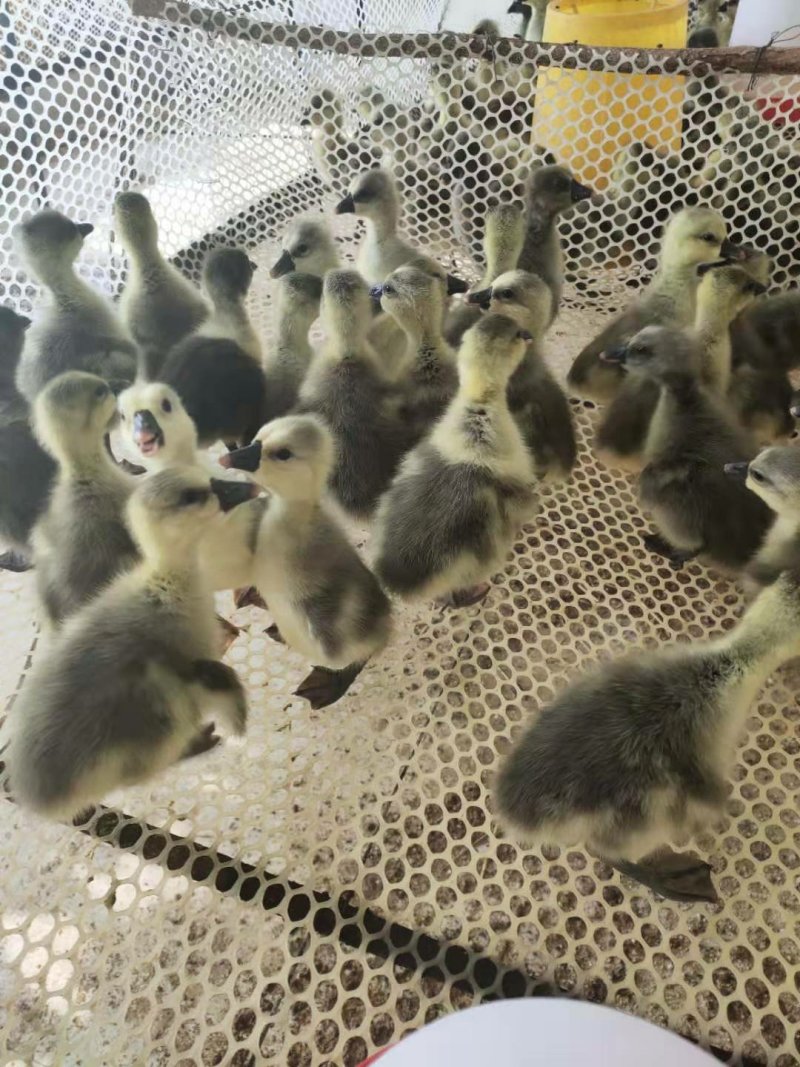 狮头鹅苗价格多少钱一只成年狮头鹅能涨多重