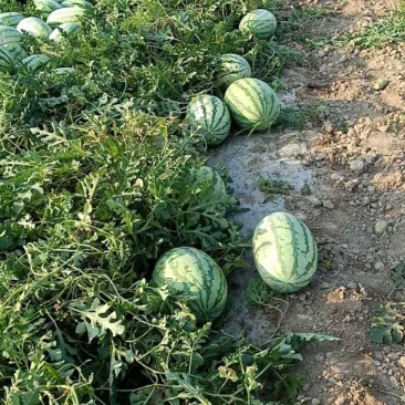 新疆西瓜特大金城