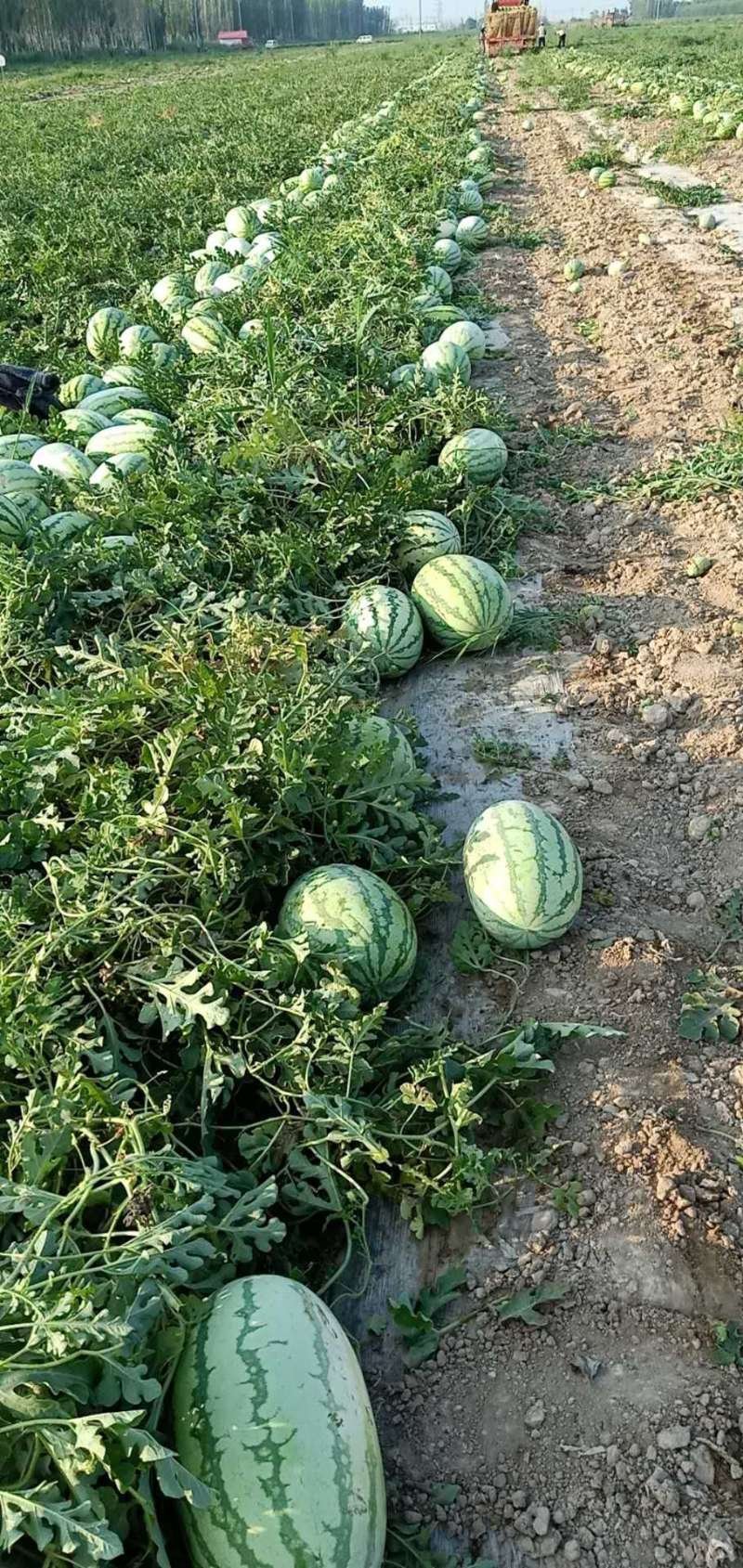 新疆西瓜特大金城
