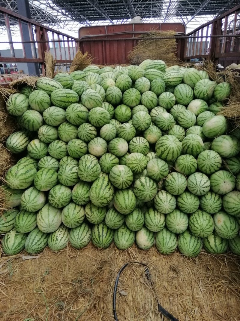 新疆西瓜特大金城