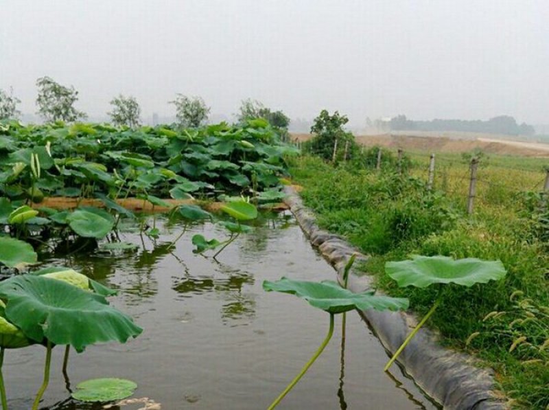 厂家直销土工膜防渗膜，规格全，鱼池防渗膜，藕池膜，虾池膜
