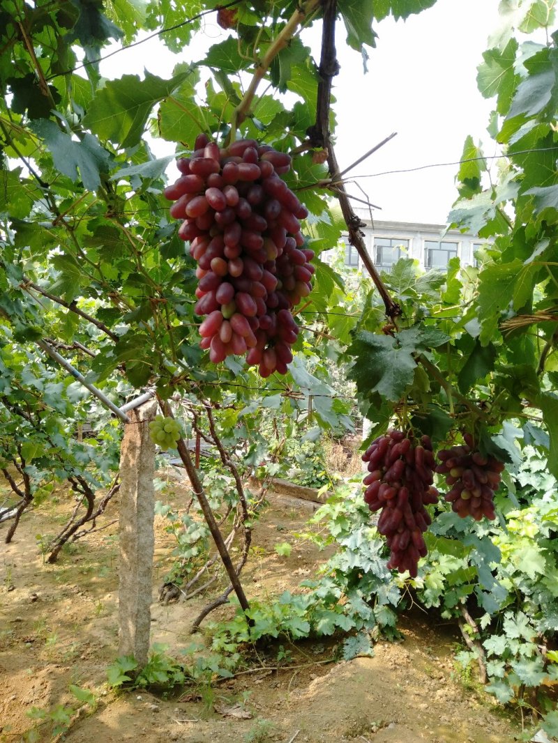 露天美人指葡萄（专业代办）