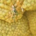 青枣八月2号到15号大量供应