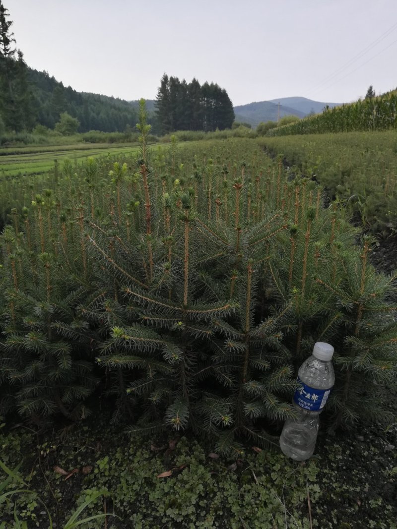 利峰苗圃大量出售青白仟云杉