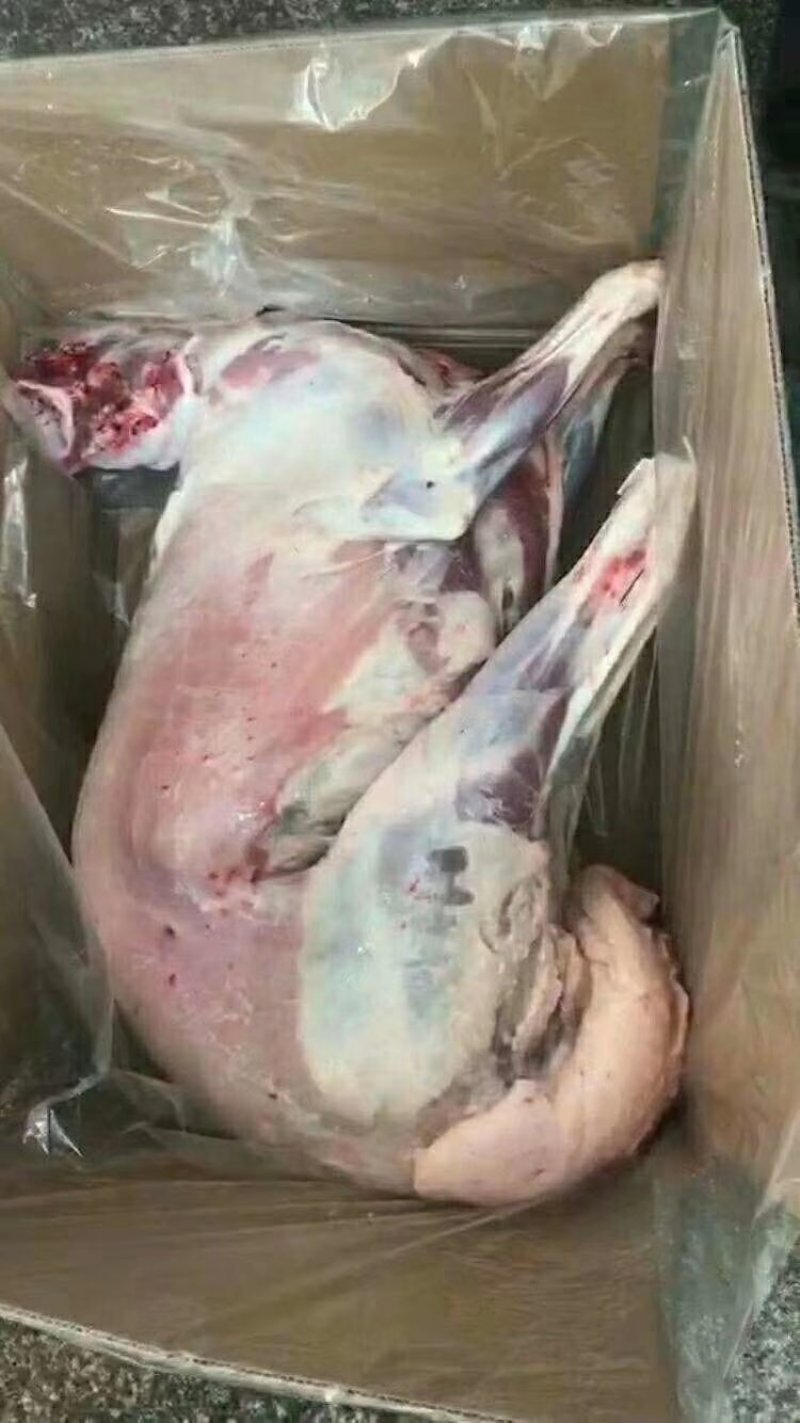 【小全羊】当地绵羊的，箱装十斤左右到二十斤左右都有！