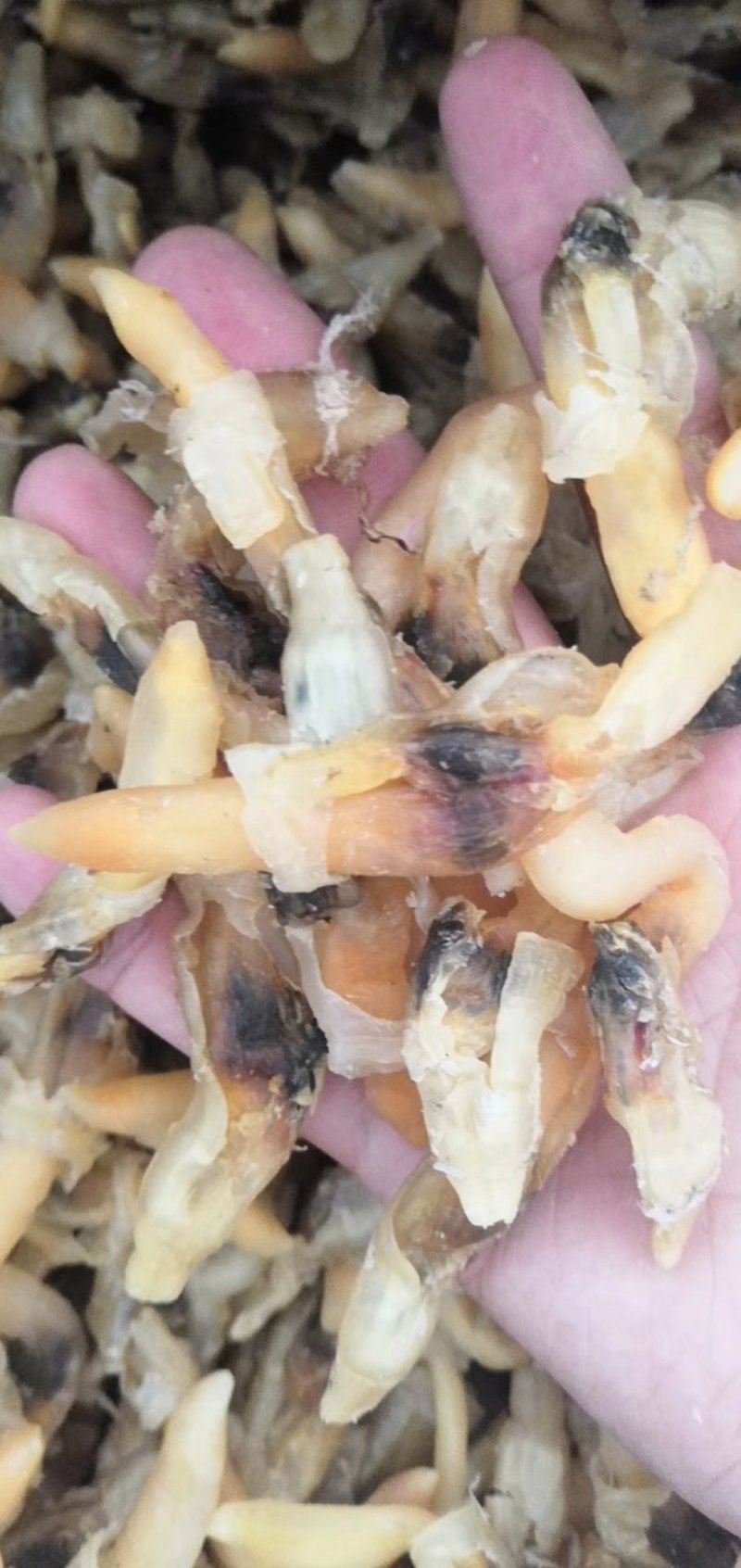 蛏王肉，干度好，口感很好