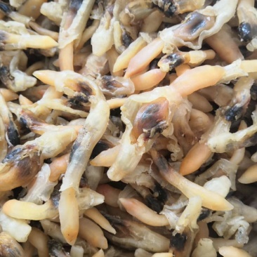 蛏王肉，干度好，口感很好