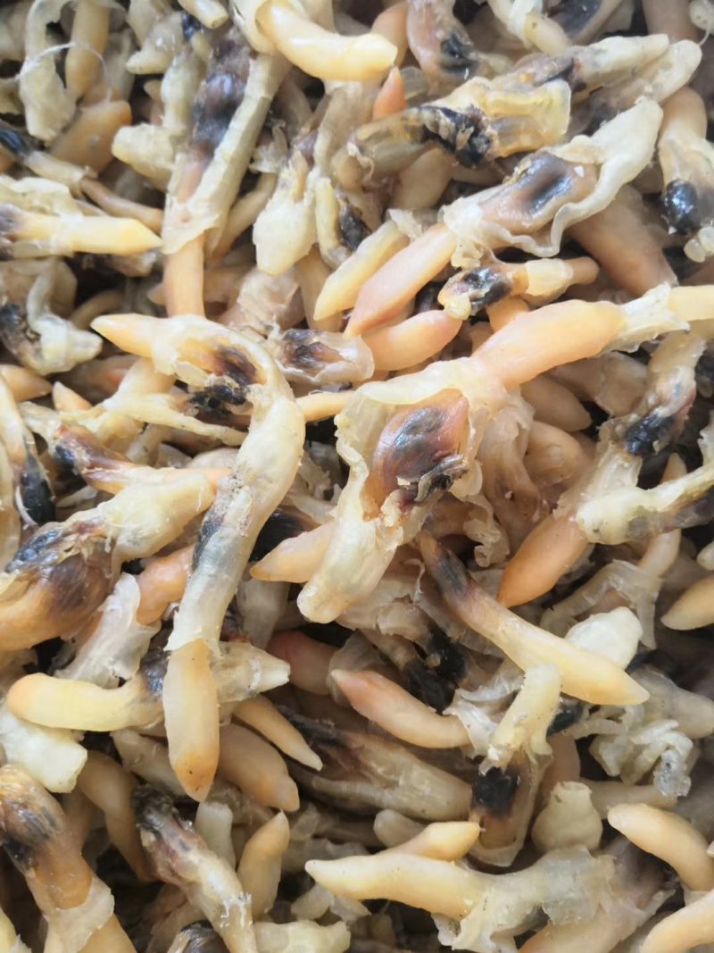 蛏王肉，干度好，口感很好