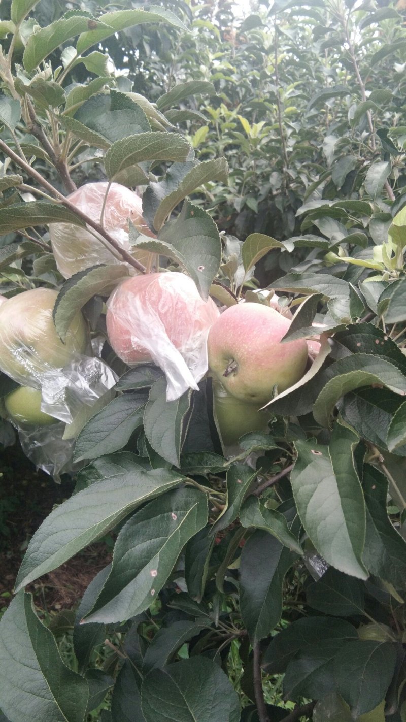 冰糖心苹果大量上市质量保证。价格优惠。地头批发