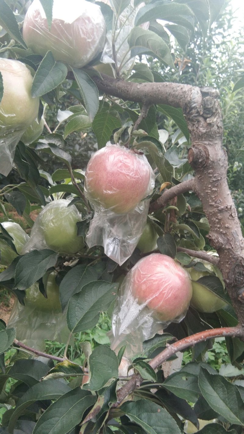 冰糖心苹果大量上市质量保证。价格优惠。地头批发