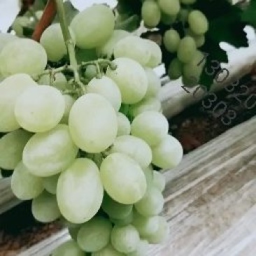 维多利亚果面干净粒大串长粉满阳光玫瑰A17红芭多千亩巨峰