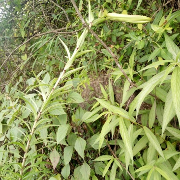 云南白花——红皮——野百合