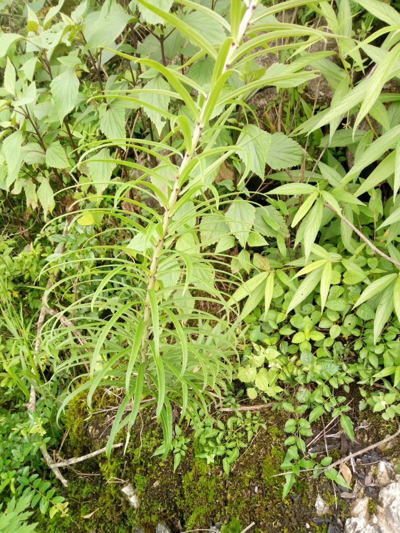 云南白花——红皮——野百合