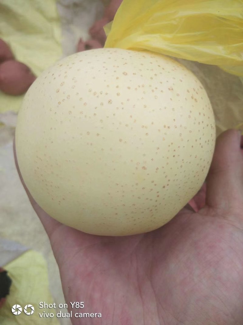 黄金梨