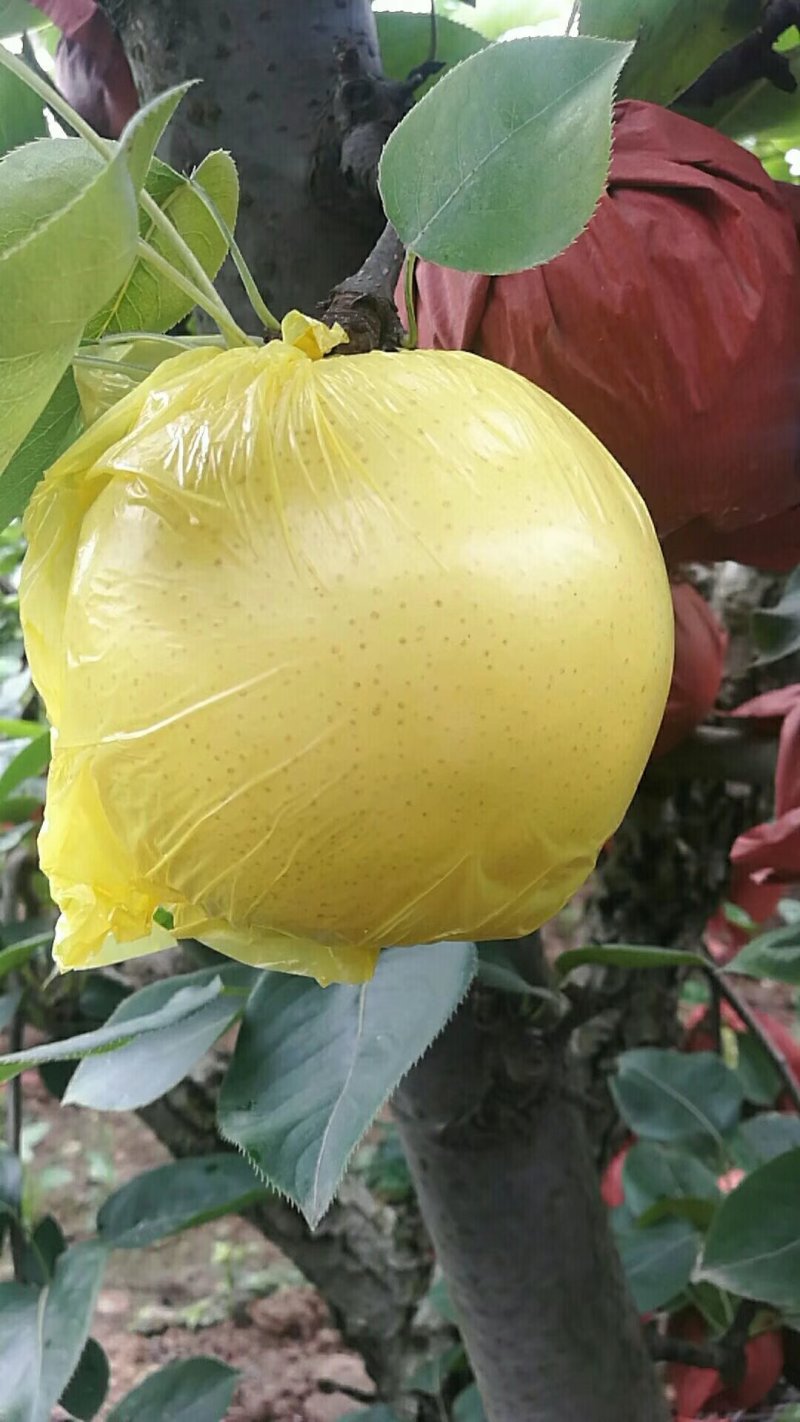 黄金梨