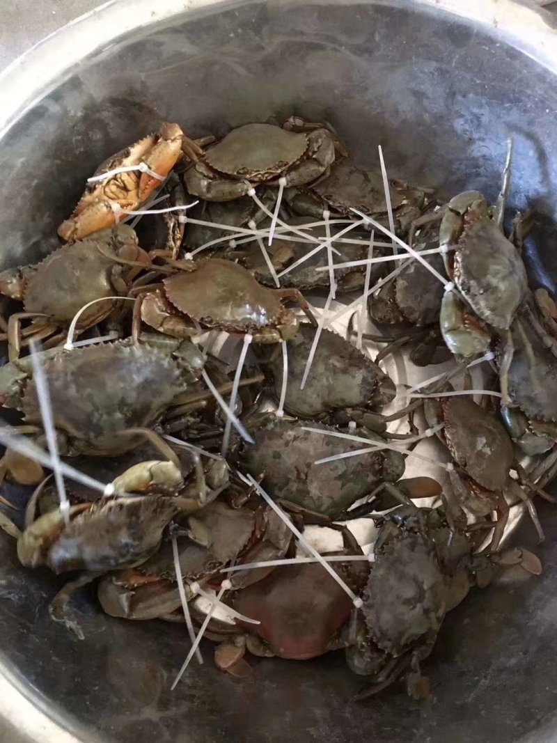三门青蟹横行世界螃蟹现捞现发产地直销批发零售
