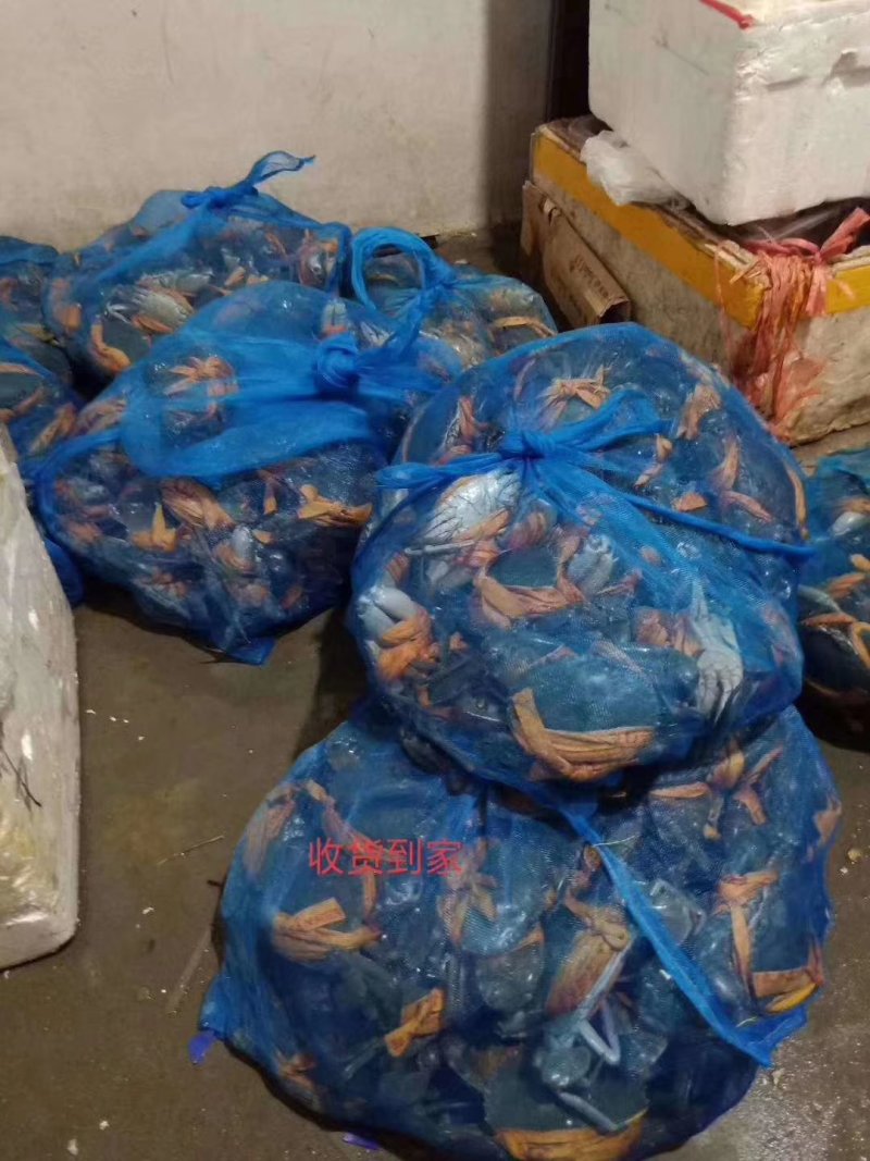 三门青蟹横行世界螃蟹现捞现发产地直销批发零售