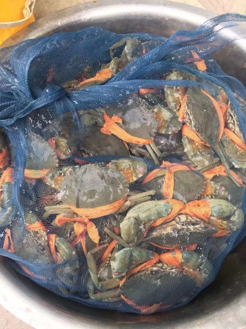 三门青蟹横行世界螃蟹现捞现发产地直销批发零售