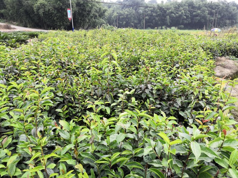 红花油茶苗大果红花油茶苗红花油茶树