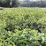 红花油茶苗大果红花油茶苗红花油茶树