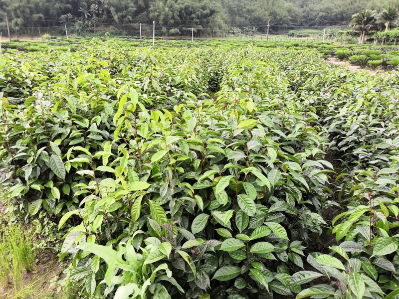 油茶苗油茶树红花油茶袋苗红花油茶树