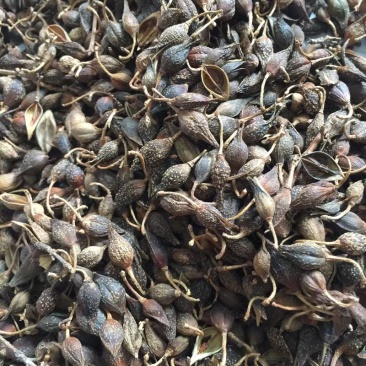 连翘贯叶连翘大田基小瞿麦排草排香草小对叶草小金雀