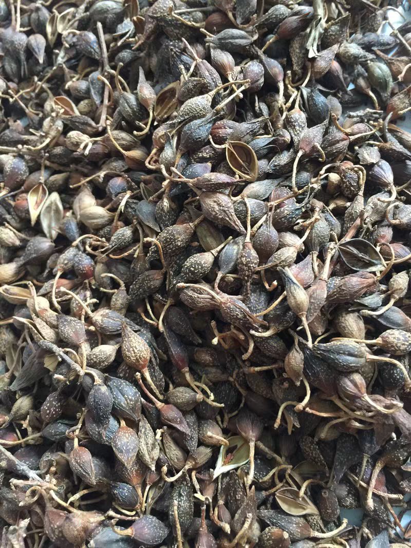 连翘贯叶连翘大田基小瞿麦排草排香草小对叶草小金雀