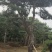 造型松
