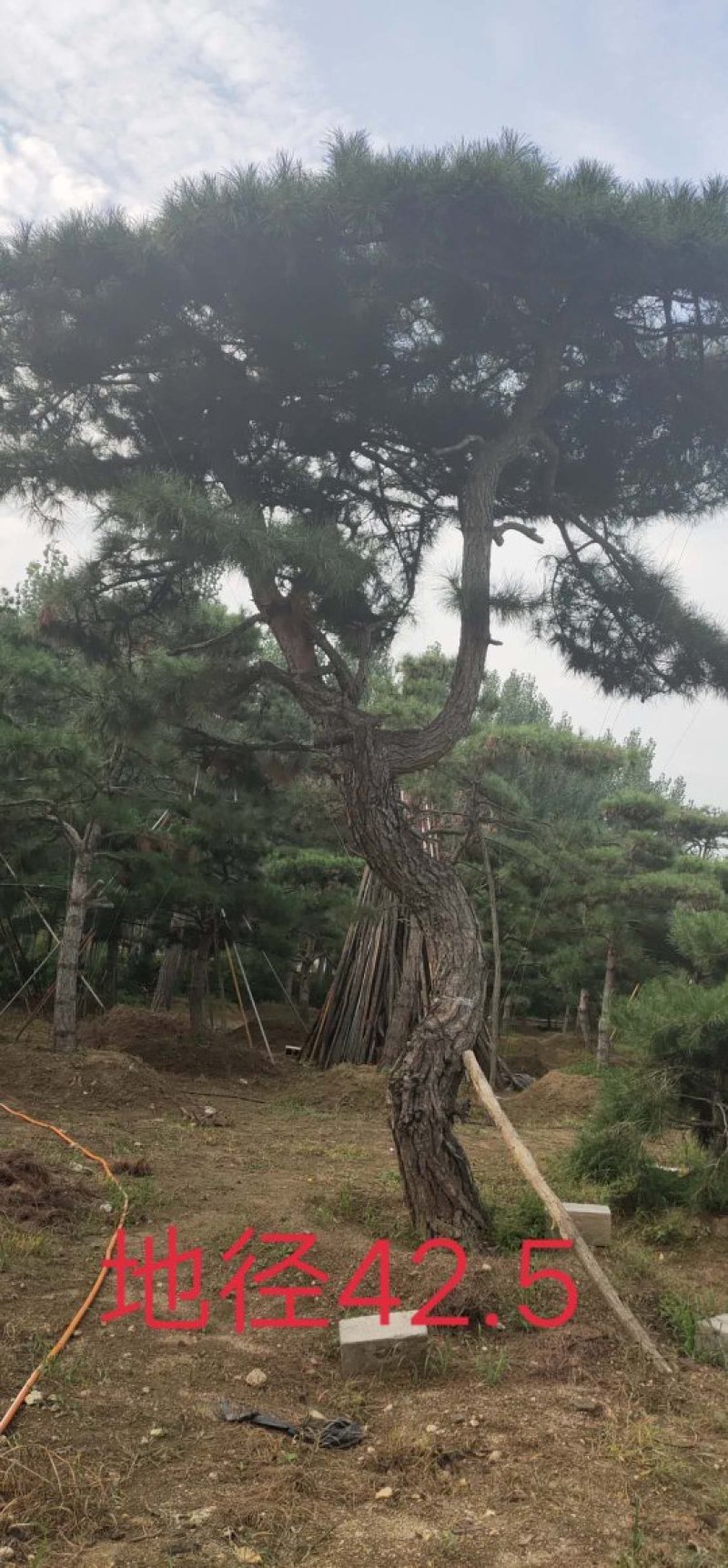 造型松