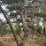 造型松